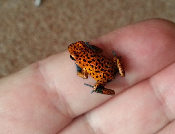 Взрослый самец Oophaga pumilio 'Cristobal'