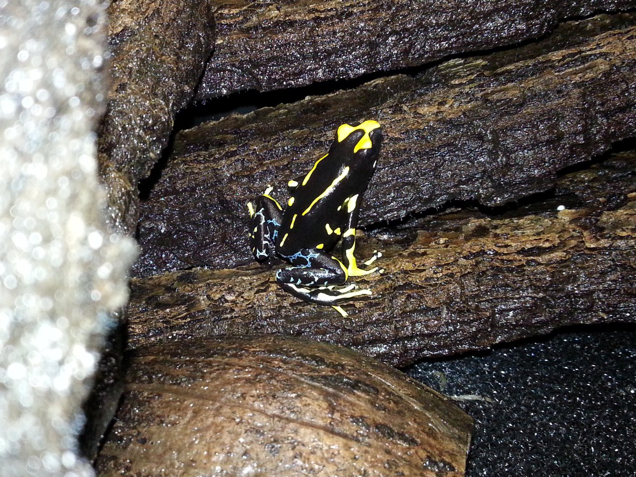 Demdrobates tinctorius 'Alanis'