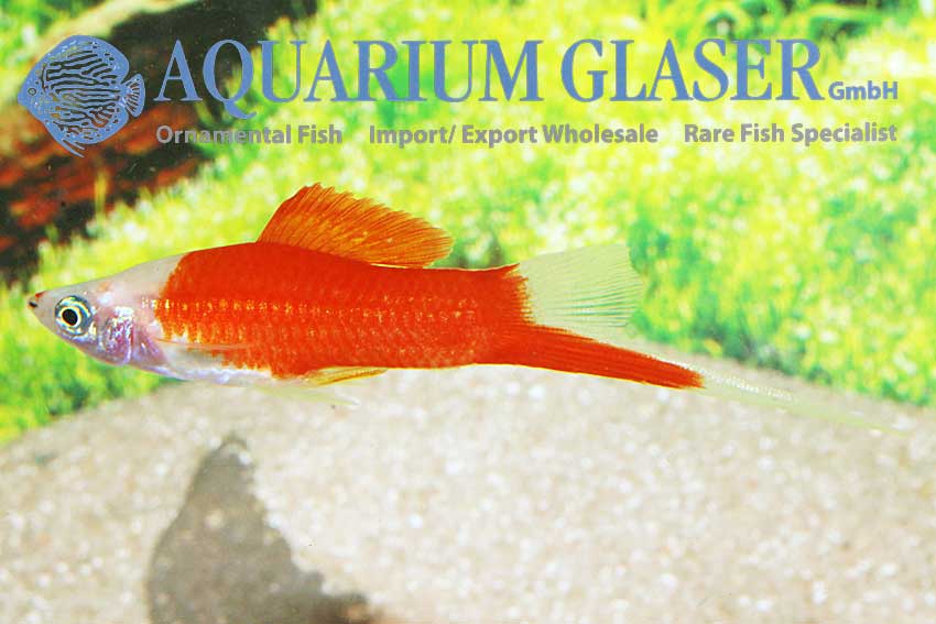 xiphophorus-hellerii-marlboro06b940a9f69a7a1689cd2c26cc76bc8d.jpg