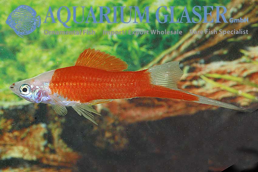 xiphophorus-hellerii-marlboro88db72b4e9bcdc18ba11268e4e29afbe.jpg