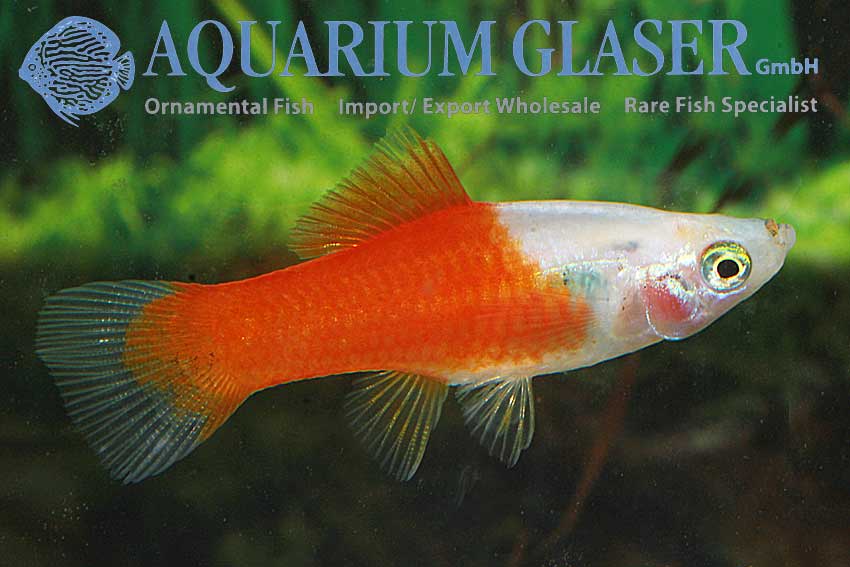 xiphophorus-hellerii-marlborod8af4ac56f79d5bda7daa7f3193b7d00.jpg