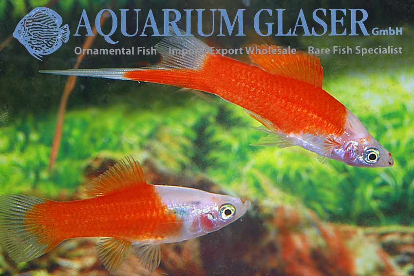 xiphophorus-hellerii-marlborofd303328149385c18df91356c6969237.jpg