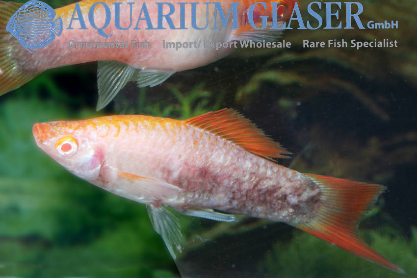xiphophorus-hellerii-platin-orange1a1a12835a1ed3bdaf59f84fbc902603.jpg