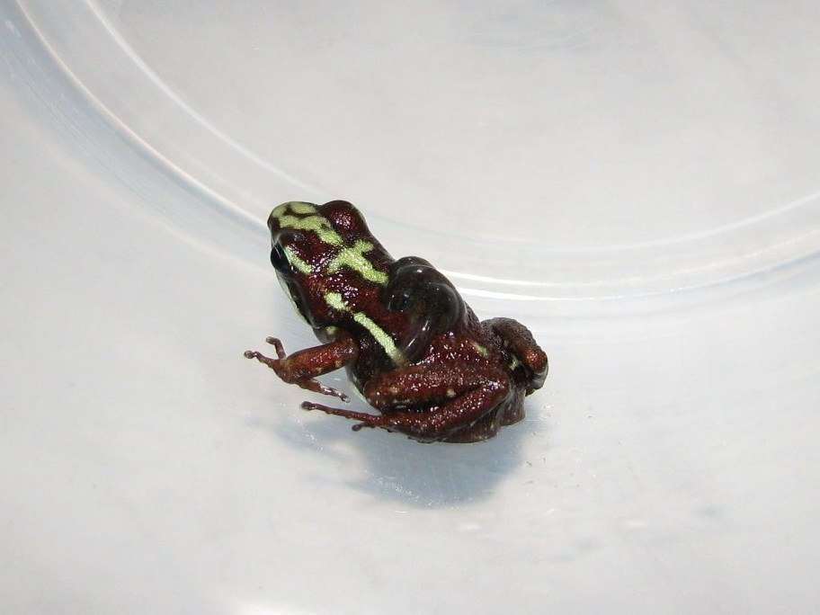 Epipedobates tricolor 'Moraspungo', самец с головастиками