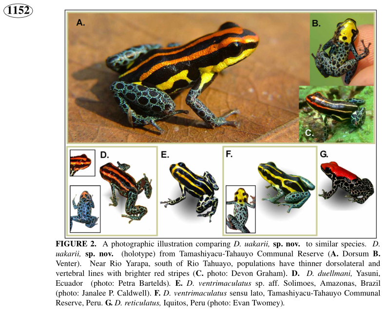 zootaxa_1152_-_45-58_2006-fig2.png