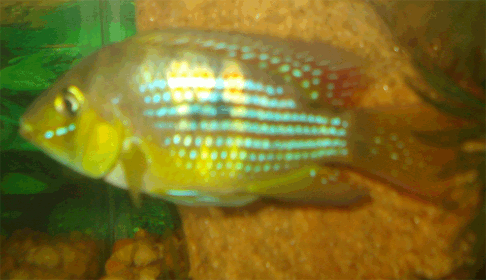 gimnogeofagus-1.gif