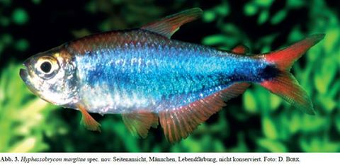 hp-margitae.jpg