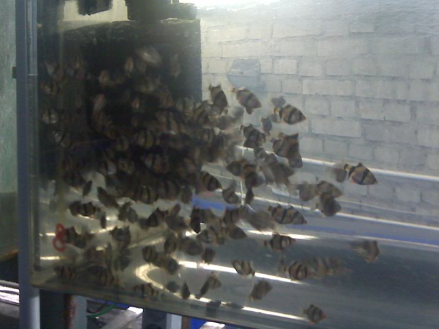 pic00116_2.jpg
