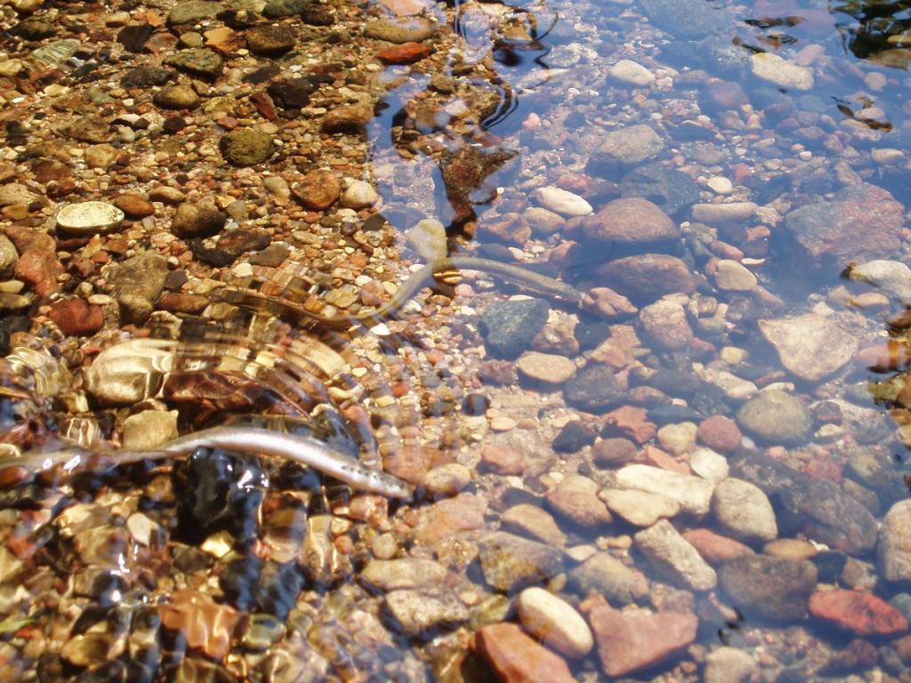 p6111514.jpg