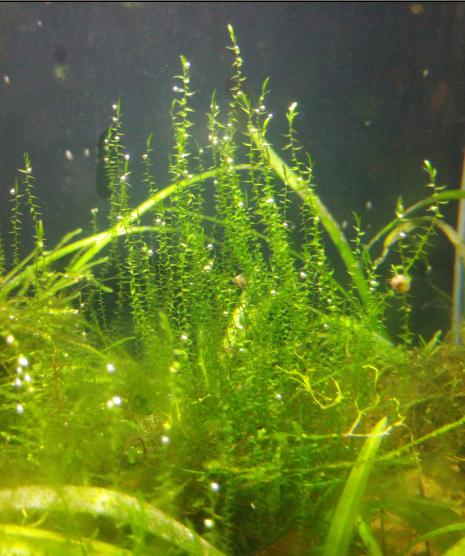 moss.jpeg