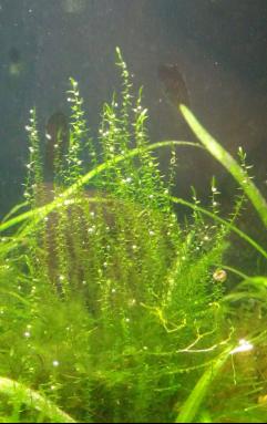 moss1.jpeg