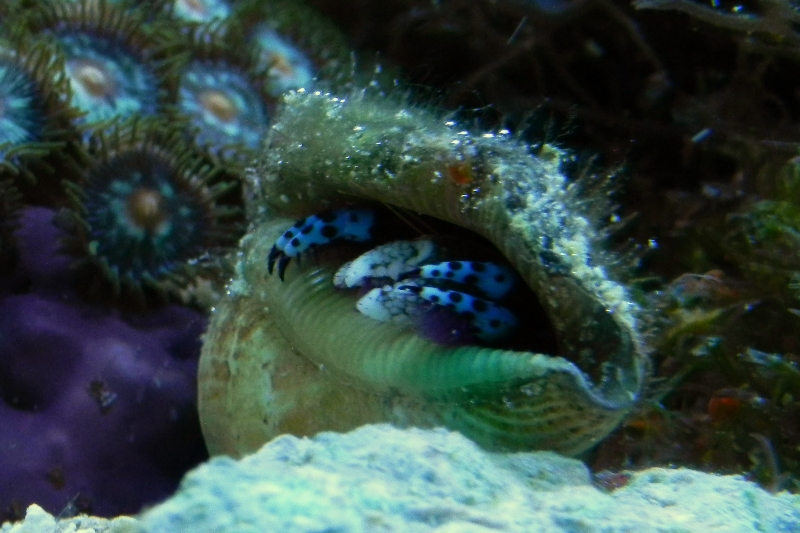 calcinus_e.jpg