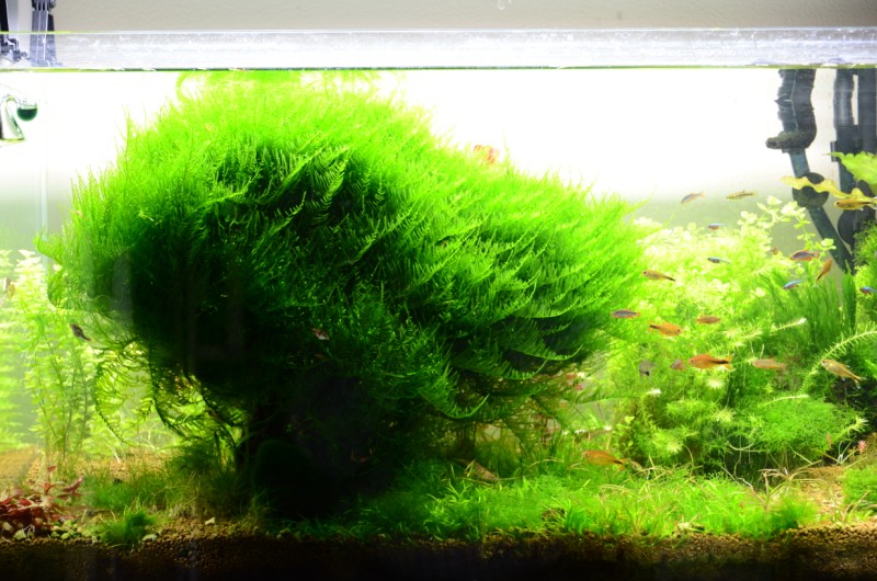 moss_sp.jpg