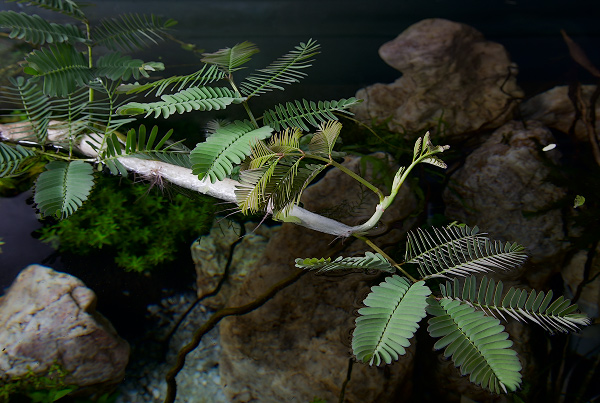 thai_plant1.jpg