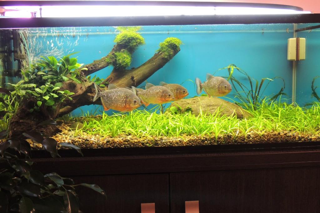250l.jpg