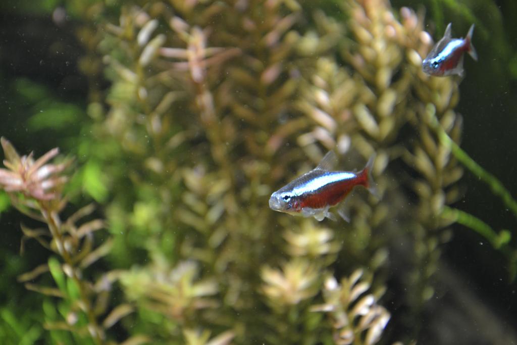 _dsc0481.jpg