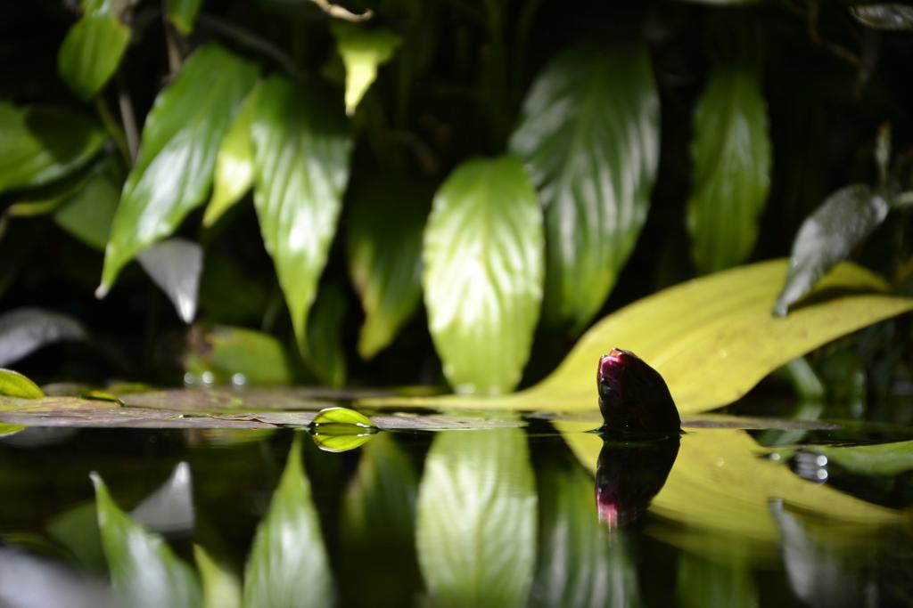 _dsc0779.jpg