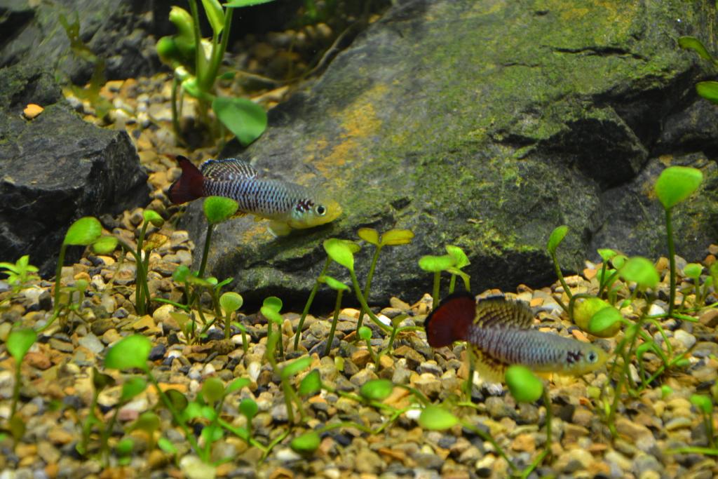 dsc_0928.jpg