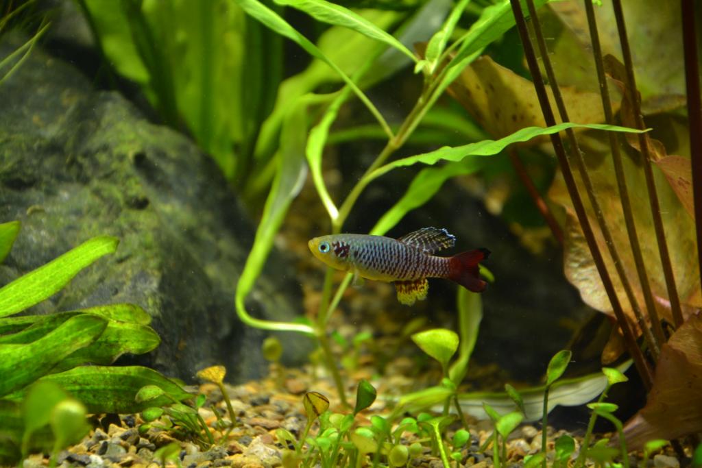 dsc_0931.jpg