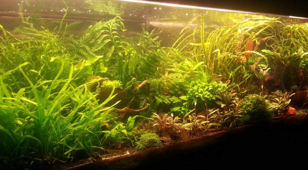 akvarium.jpg