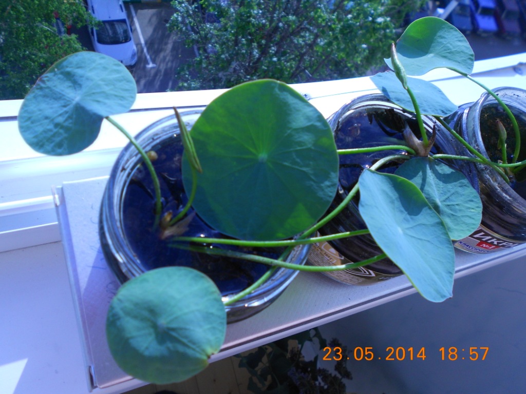 dscn0395.jpg