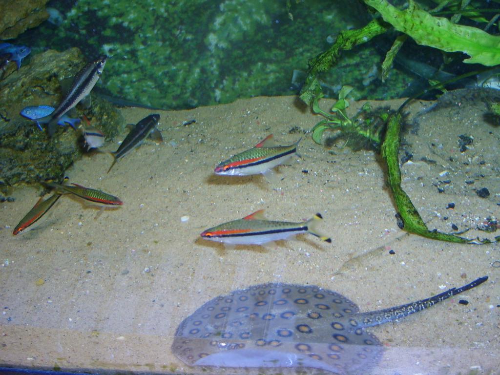 s6000231.jpg