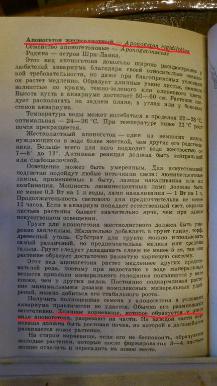 korni_cirl.jpg