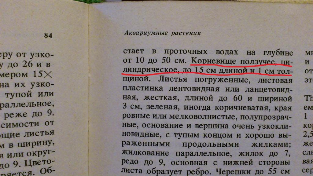 korni_ghdan.jpg
