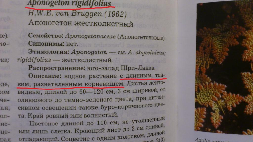 korni_kas_1_0.jpg