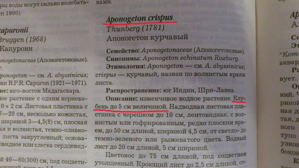 korni_kas_2.jpg
