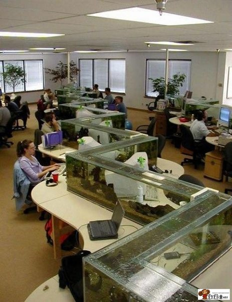 zaugolnyy_akvarium.jpg
