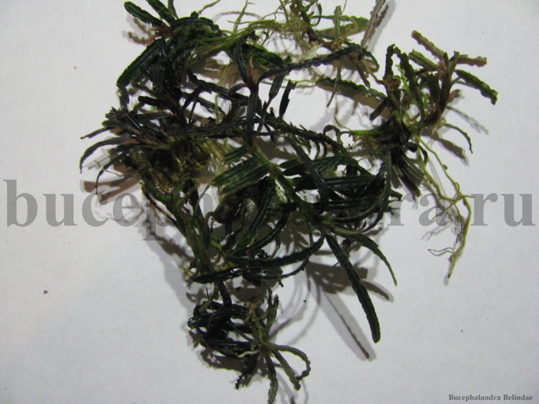 bucephalandra_belindae.jpg