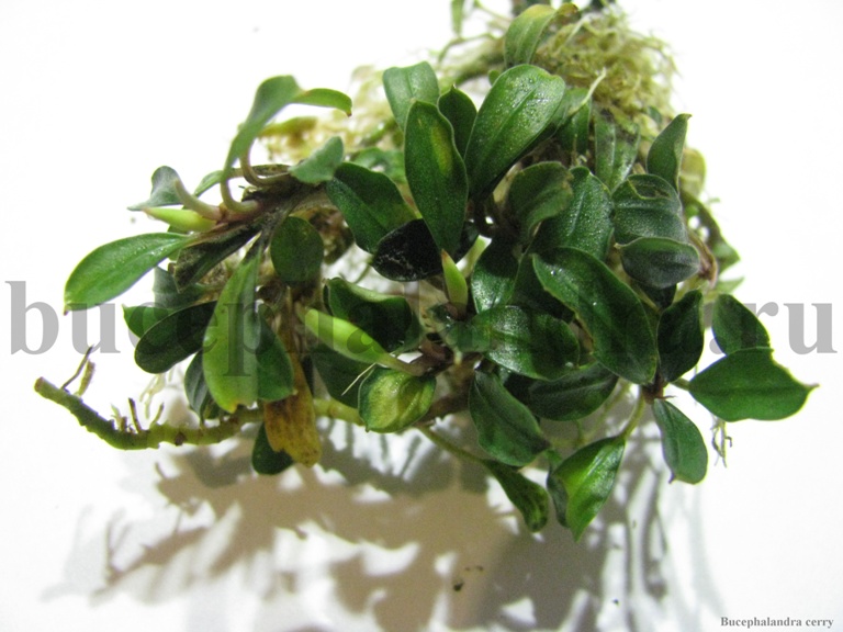 bucephalandra_cerry.jpg