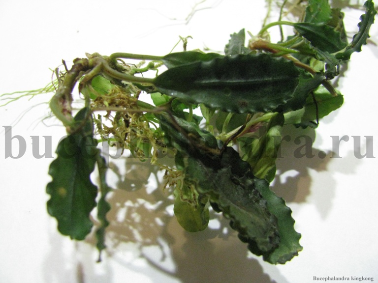 bucephalandra_kingkong.jpg