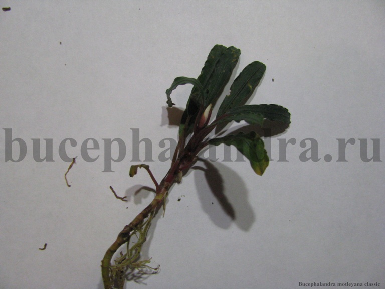 bucephalandra_motleyana_classic.jpg