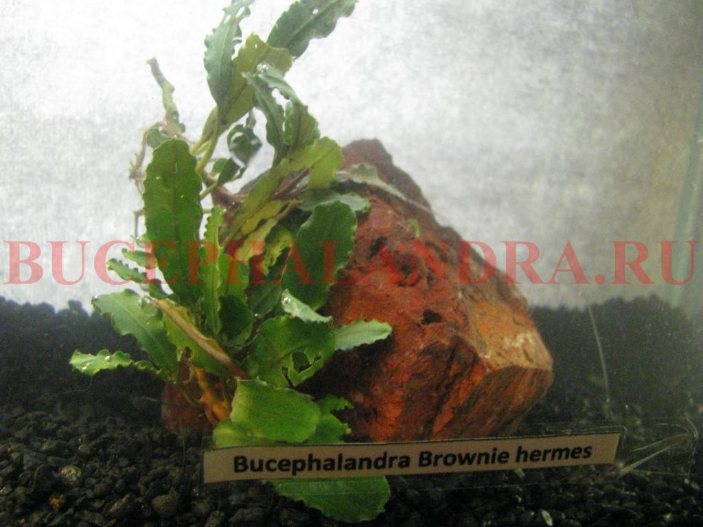 bucephalandra_sp._brownie_hermes.jpg