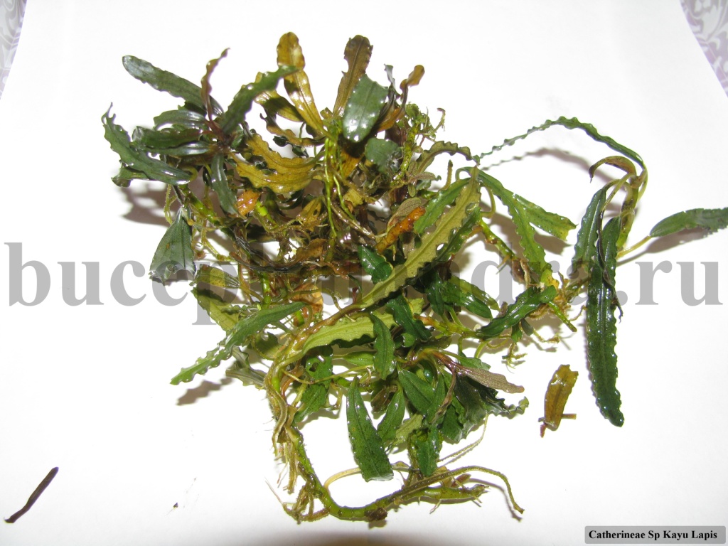 catherineae_sp_kayu_lapis.jpg