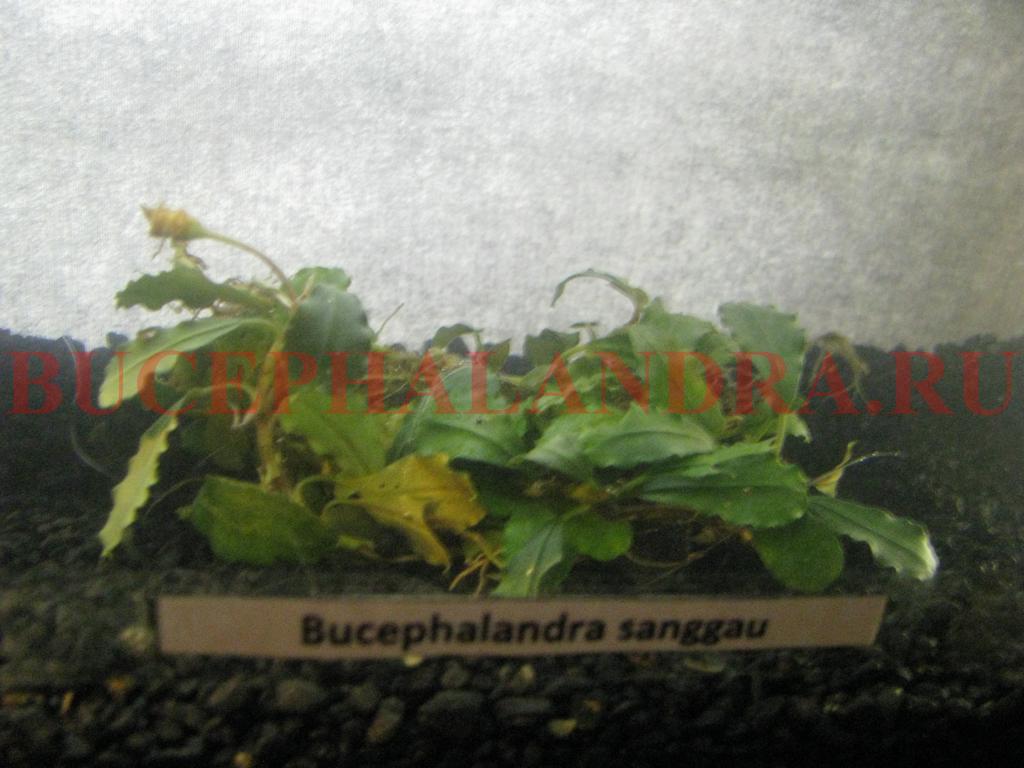 sanggau.jpg