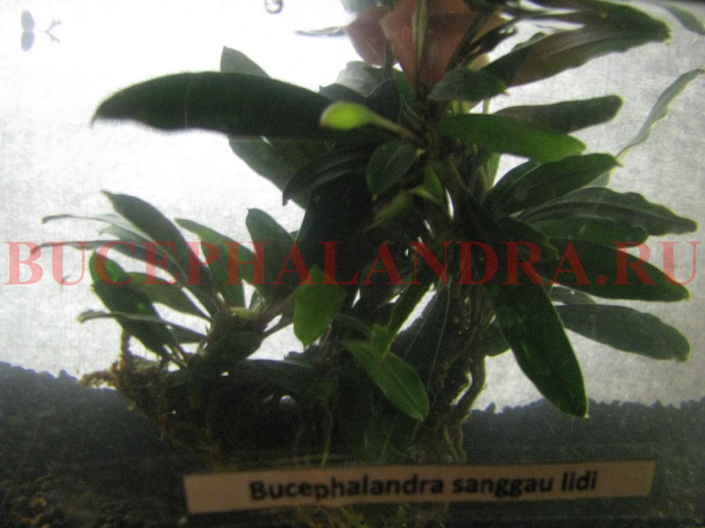 sanggau_lidi.jpg