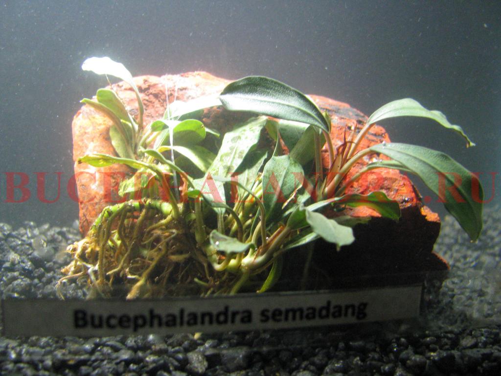 semadang.jpg