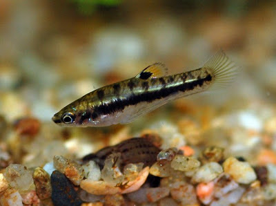 heterandria_formosa.jpg
