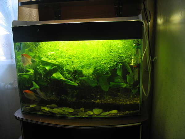akvarium_zabroshen.jpg
