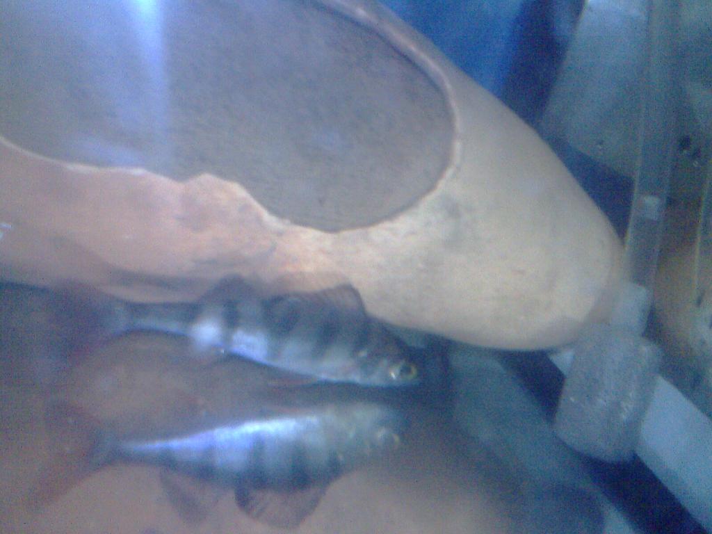 img0992a.jpg
