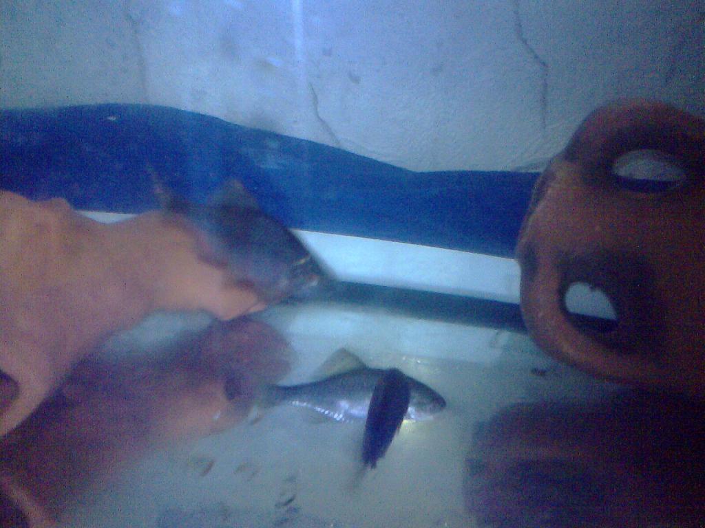 img0993a.jpg