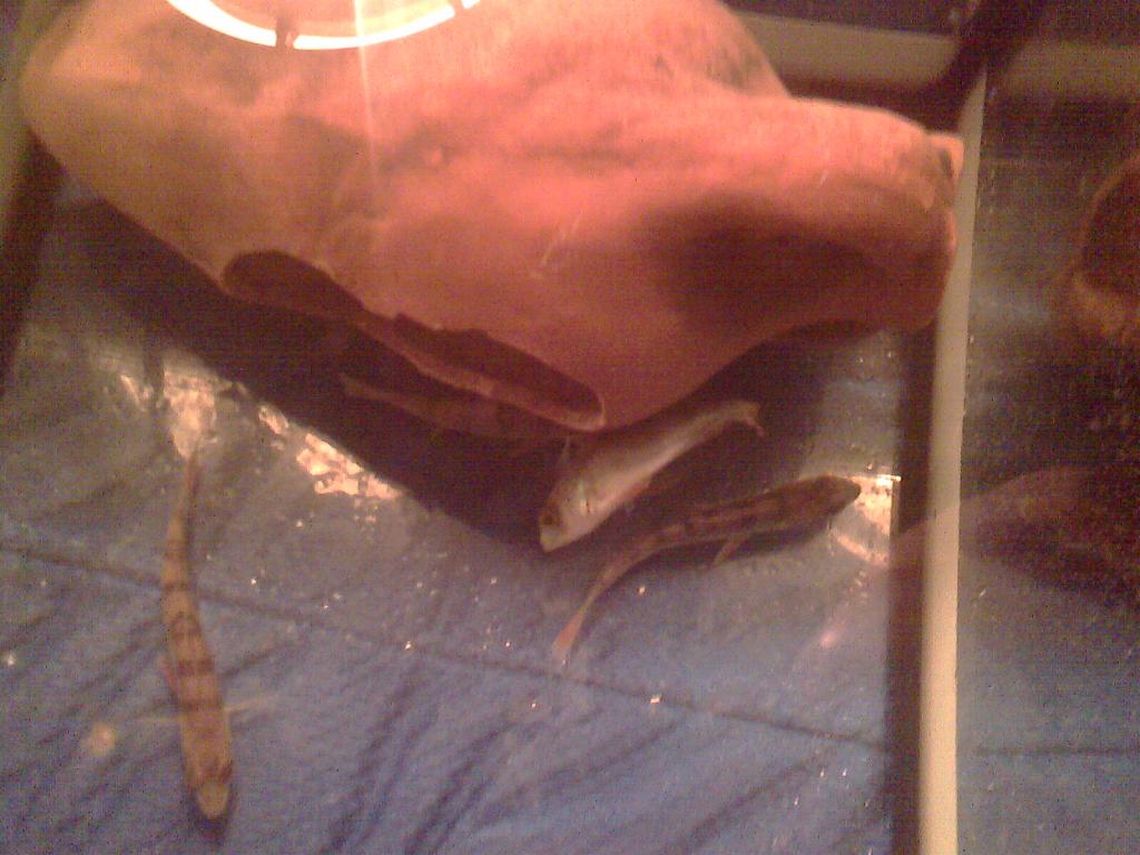 img1005a.jpg