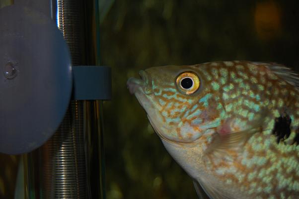 dsc_0052.jpg