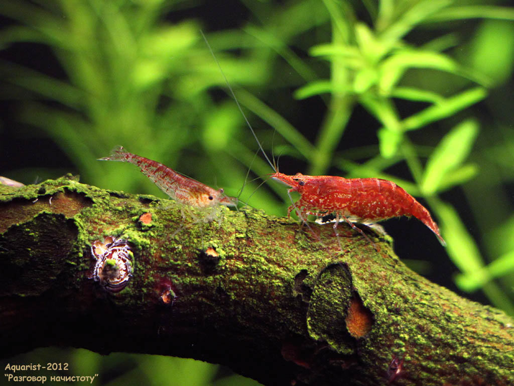 20121006_030l_cherries-fm-talking_650d_0295a.jpg