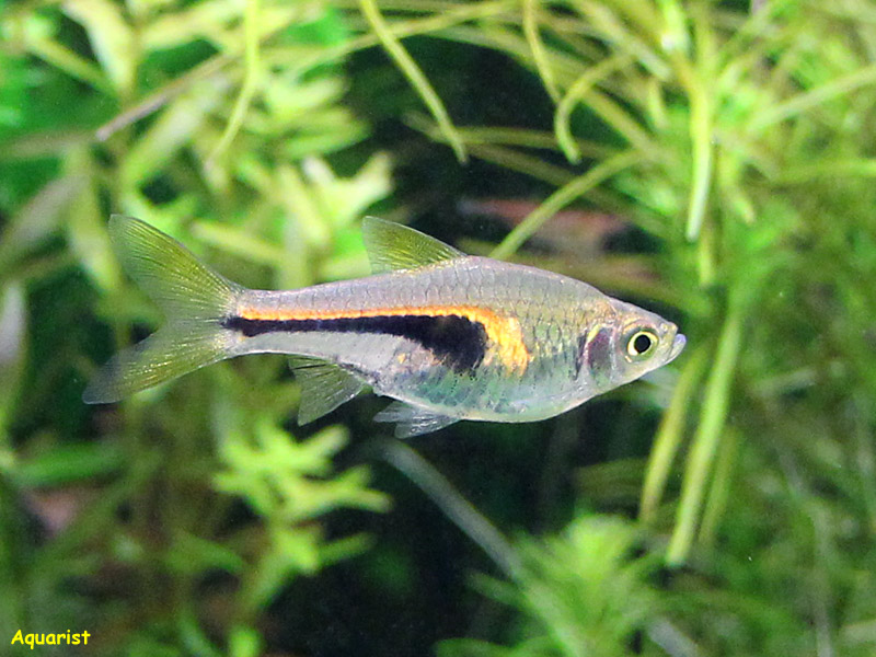 20121011_rasbora-hengeli_650d_0319a.jpg