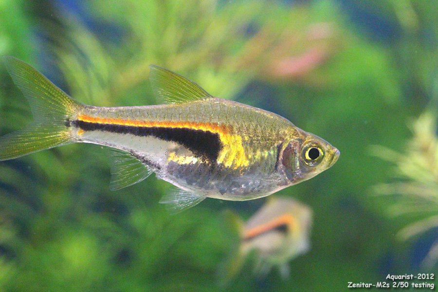 20121022_650d_0603_zenitar-macro.jpg