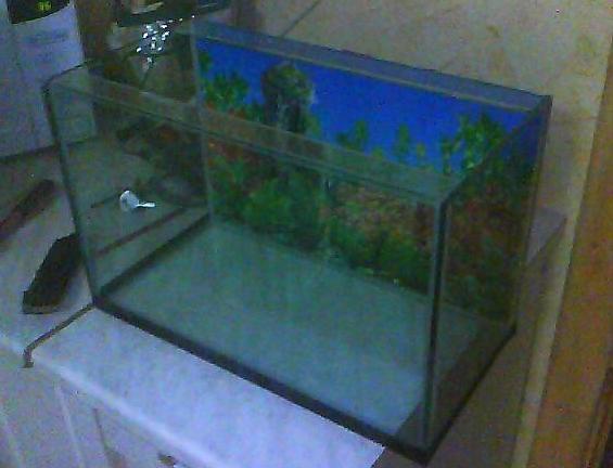 карантинник